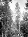 1 vue  - Hohwald, forêt, sous-bois (juillet 1908). (ouvre la visionneuse)
