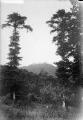 1 vue  - Mont Sainte-Odile vue de Niedermunster (juillet 1902). (ouvre la visionneuse)