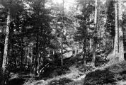1 vue  - Mont Sainte-Odile, sentier de l\'Elsberg, sous-bois. (juillet 1902). (ouvre la visionneuse)