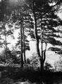 ouvrir dans la visionneuse : Forêt d'Andlau, sous-bois (juillet 1909). phot. Lucien Blumer.
