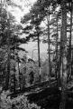 ouvrir dans la visionneuse : Forêt d'Andlau, sous-bois, panorama (juillet 1909). phot. Lucien Blumer.