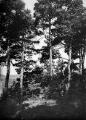 ouvrir dans la visionneuse : Forêt d'Andlau, sous-bois (juillet 1909). phot. Lucien Blumer.