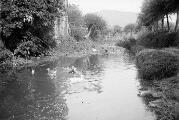 ouvrir dans la visionneuse : Gertwiller, rivière la Kirneck, canards. (juillet 1910). phot. Lucien Blumer.