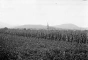 ouvrir dans la visionneuse : Bergheim, vue du village, vignes (juillet 1910). phot. Lucien Blumer.