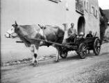 1 vue  - Mittelbergheim, femmes assises dans un chariot tiré par un bœuf. (ouvre la visionneuse)