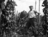 1 vue  - Vignoble alsacien. Paysan au travail dans les vignes. (ouvre la visionneuse)