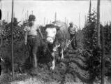 1 vue  - Vignoble alsacien, garçon menant un bœuf tirant une charrue tenue par un paysan. (ouvre la visionneuse)