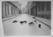 ouvrir dans la visionneuse : Rue des Juifs, chats errants. [1939].