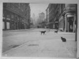 ouvrir dans la visionneuse : Rue du 22 Novembre, vers Saint-Pierre-le-Vieux, chats errants. [1939].