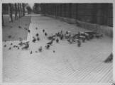 1 vue  - Avenue des Vosges, pigeons sur le trottoir. [1939]. (ouvre la visionneuse)