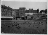 ouvrir dans la visionneuse : Strasbourg évacué, hiver 1939-1940. Place Kléber, monument Kléber, pigeons.